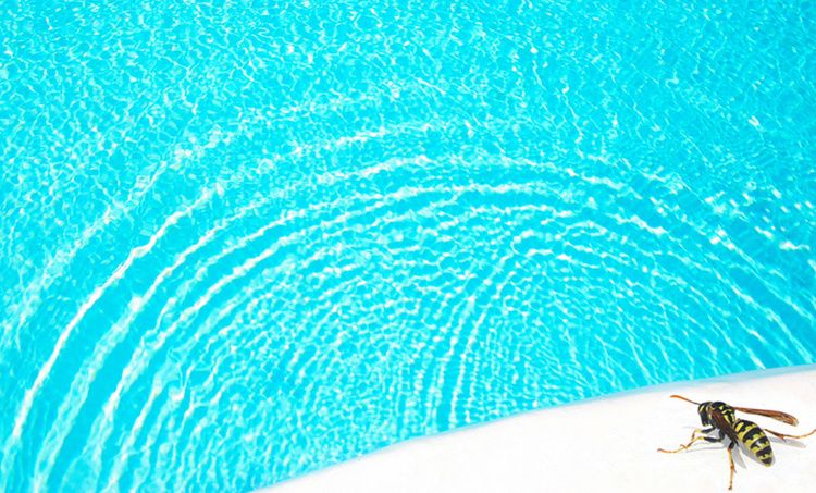Comment éloigner les insectes de la piscine ? Comment éloigner les insectes de la piscine ?